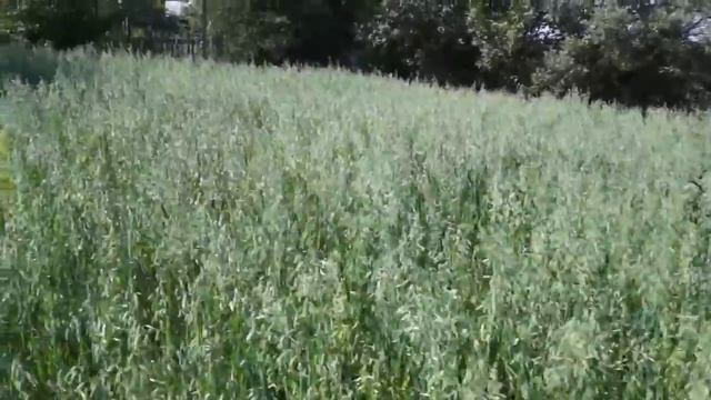 ?Выращивание #картофеля. Как с меньшей площади получить больше #урожайкартофеля. смотреть онлайн