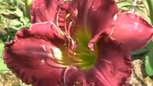 Лилейник daylily SASSY SAM смотреть онлайн