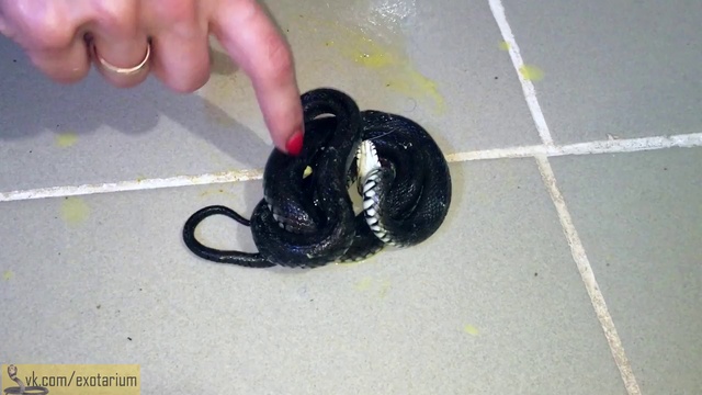 Змея притворяется мёртвой. смотреть онлайн