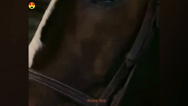 Подборка смешных видео. смотреть онлайн