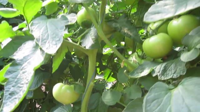 Томат Мелодия F1