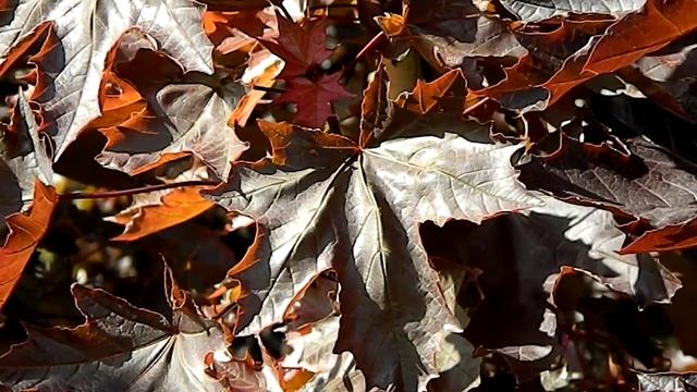 Acer platanoides 'Crimson Sentry' смотреть онлайн