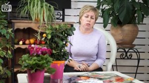 Почему у цитрусовых опадают листья? ? комнатные растения в домашних условиях