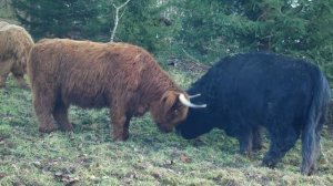 Звук буйвола, крик буйвола, мычание буйвола / Sound bull, bull cry, bellowing bull