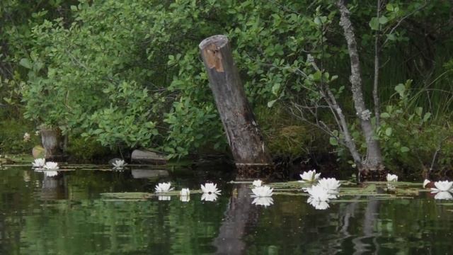 Озера Выборгского района Ленинградской области. Озеро Плетнёвое смотреть онлайн