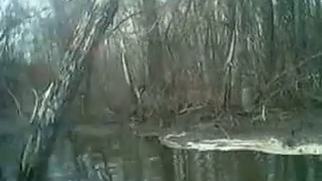 Барсук на дереве смотреть онлайн