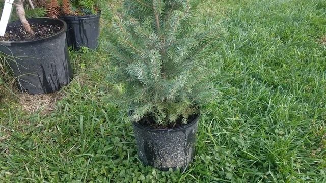 Serbian Spruce (picea omorika) from naturehills.com смотреть онлайн