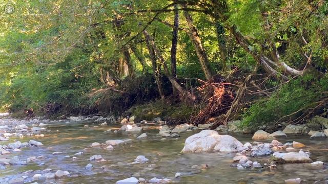 Ніжні звуки річки зі співом лісових птахів Розслаблюючі звуки природи для сну смотреть онлайн