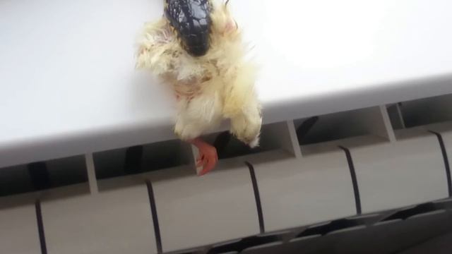 Амурский полоз,первый съеденный цыплёнок