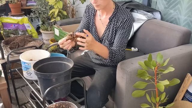 BALCON TOUR & PLANTATIONS De Bulbes Dahlias, Anémones & Agapanthes + Update Manguier !