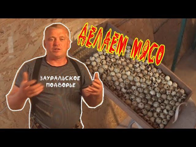 Выращиваю мясной деликатес от самого яйца. Показываю как закладывать инкубатор перепелиным яйцом смотреть онлайн