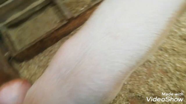 Продаю свинью породы Крупная-белая. смотреть онлайн