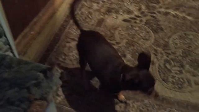 Собаки встречают после долгой разлуки. Преданней собаки нету существа... смотреть онлайн