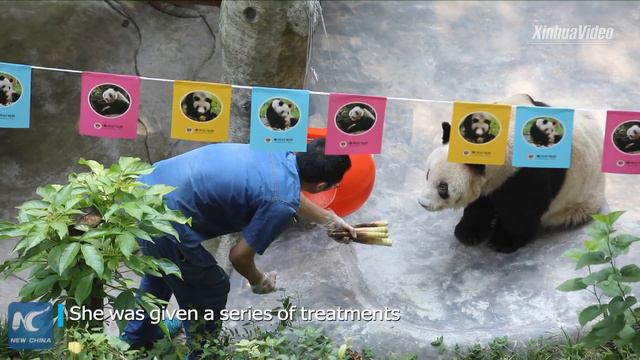 World's oldest captive giant panda passes away in Chongqing, China смотреть онлайн