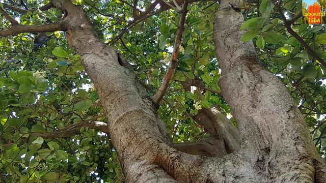 Sweet viburnum - Viburnum odoratissimum HD Video 01 смотреть онлайн