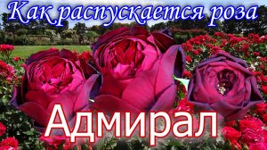 Как распускается роза  Адмирал. Timelapse Rose 4К. Admiral (Tantau 2017)