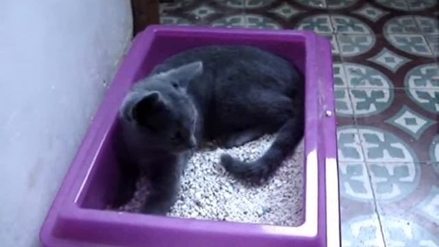 Киса играет с кошачьим наполнителем. (Kitty is playing with Catsan) смотреть онлайн