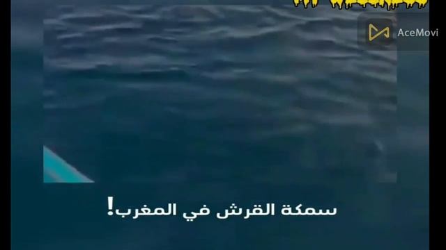 ? لحظات مرعبة لهجوم سمكة قرش على شواطئ المغرب! تزايد هجمات القرش بسبب موسم التكاثر смотреть онлайн