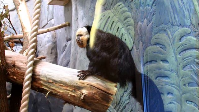 Обезьянки в пингвинарии. 18.11.20 г. смотреть онлайн