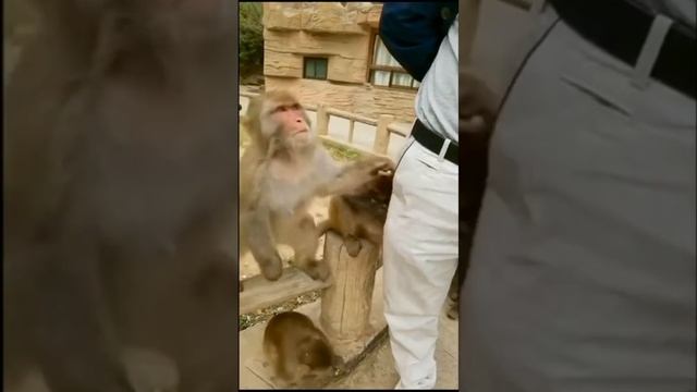 Обезьяны крадут все подряд, даже детей.