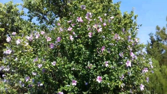 Если выпало в империи родиться смотреть онлайн