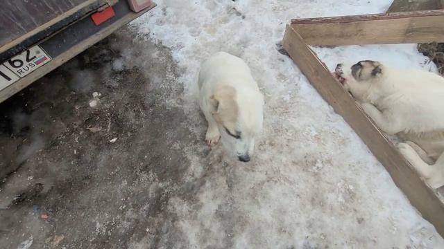 #алабай #сао ? Кормление собак ? смотреть онлайн