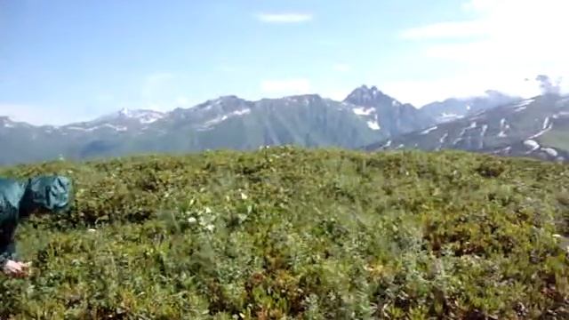 Безобидные травники смотреть онлайн