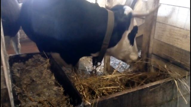 когда отелятся коровы, нежданчик от Малышки смотреть онлайн