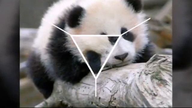 Няшные панды смотреть онлайн