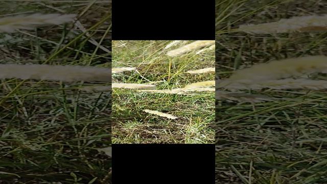 что за трава?