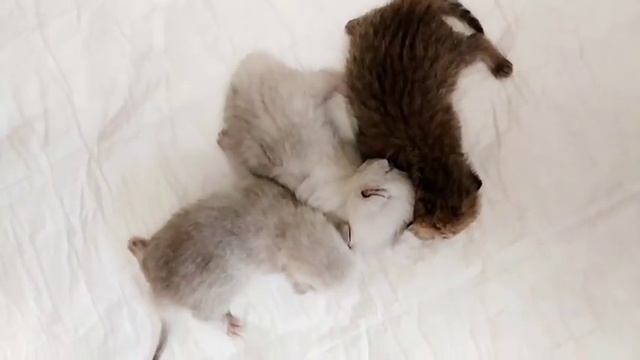 Котята. Британские шиншиллы смотреть онлайн