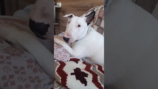 мама или ням ням, Бультерьер Этуаль питомник чихуахуа Кастропуло Крым Симферополь смотреть онлайн