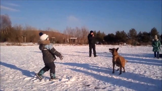 Собачьи Рождественские бега 2018 смотреть онлайн