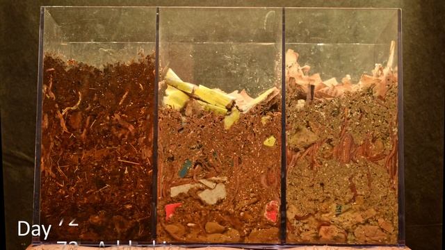 3-Chamber Carbon WORM BIN 145-day Time-Lapse ALL FRAMES - vermicomposting смотреть онлайн