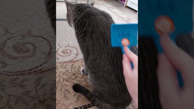 Битва чесалок для кошек!? Какую мы считаем лучшей?⚡️ Покажу в этом видео, как чесать кота!? смотреть онлайн