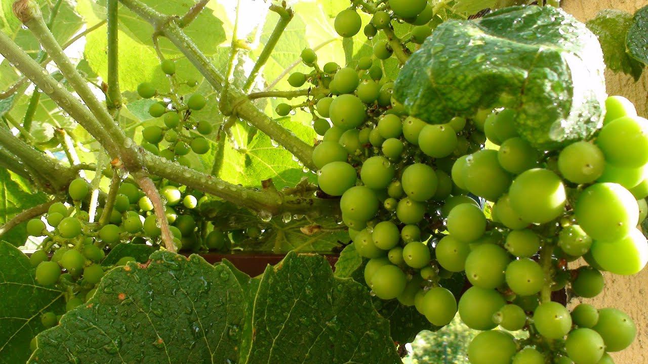 ВИНОГРАД ПОДКОРМКА ПОСЛЕ ЦВЕТЕНИЯ ЧЕМ И КАК ПОДКОРМИТЬ ВИНОГРАД ЛЕТОМ смотреть онлайн