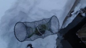 поймать норку в пруду ,  как ловить норку и выдру . простой способ