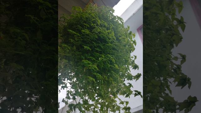 my greeneesss 😊😊 смотреть онлайн