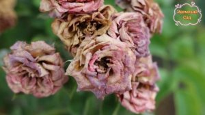 Самые распространенные болезни роз и методы их лечения