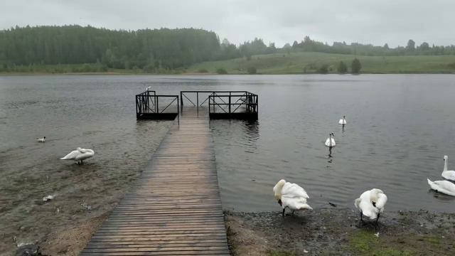 Лебеди, утки, чайки на Словенских ключах и Городищенском озере смотреть онлайн