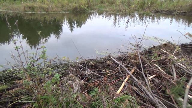 Классная плотина построенная бобрами.... смотреть онлайн