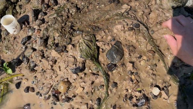 Где искать личинку метулицы(поденки) смотреть онлайн