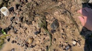 Где искать личинку метулицы(поденки)