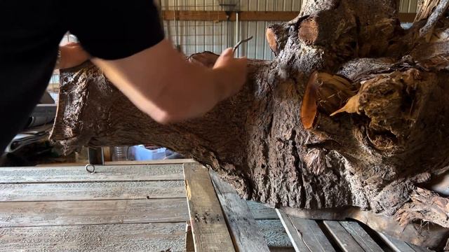Cleaning & Cutting The Walnut Stump