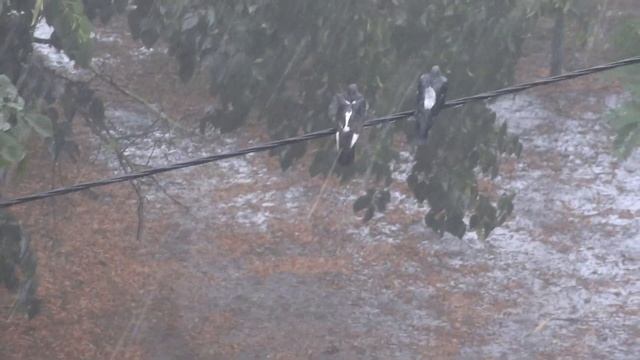 Где прячутся птицы во время дождя смотреть онлайн