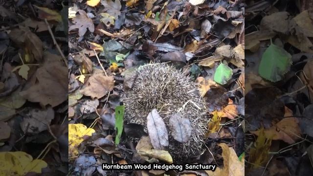 3rd rescued wild hedgehog from Buckinghamshire - Hornbeam Wood Hedgehog Sanctuary смотреть онлайн