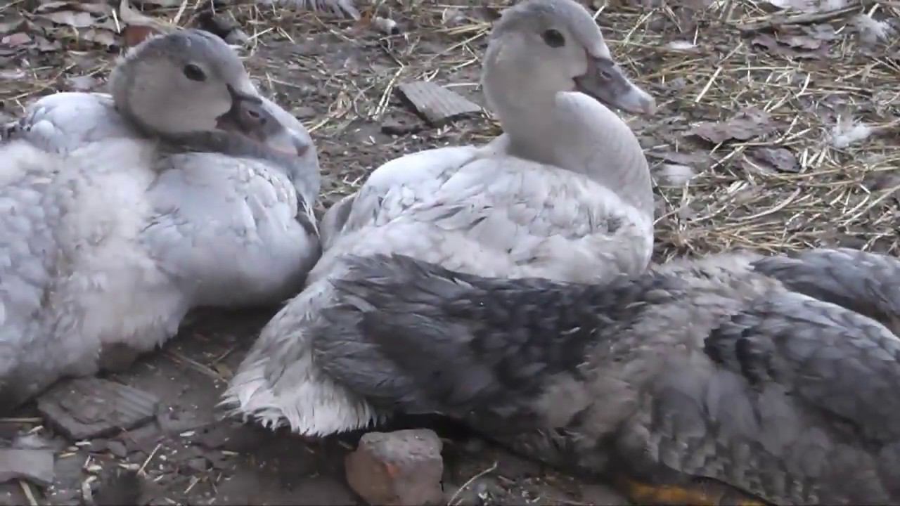 Новая линия лавандовых утят смотреть онлайн