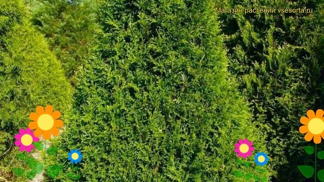 Туя складчатая Кан-Кан. Краткий обзор, описание характеристик thuja plicata Can-Can смотреть онлайн