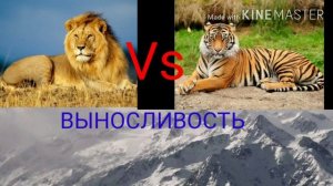 АФРИКАНСКИЙ ЛЕВ ПРОТИВ БЕНГАЛЬСКОГО ТИГРА!!!!!