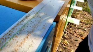 Обработка пчел дым-пушкой .БиСанар